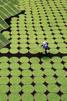 a man standing in the middle of rows of green plants on top of grass covered ground