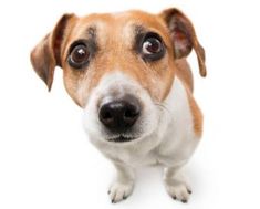 a brown and white dog looking up at the camera