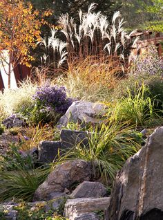 a garden with rocks and plants in the foreground