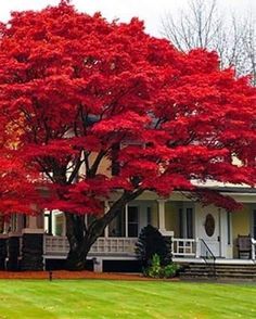 a large red tree in front of a white house