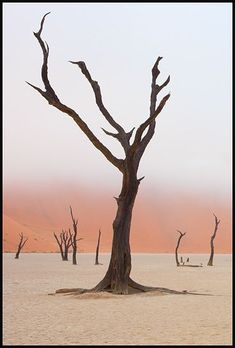 dead trees in the desert with no leaves on them and one tree without leaves is standing alone