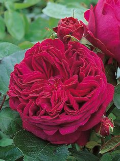 two red roses with green leaves in the background