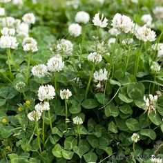 some white flowers and green leaves in the grass