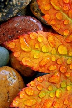 some rocks and leaves with water droplets on them