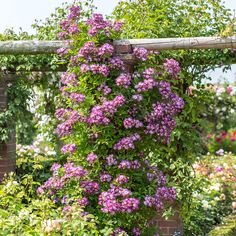 purple flowers are growing on the side of a wooden trellis in a flower garden