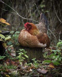 a chicken standing on top of a stump in the woods