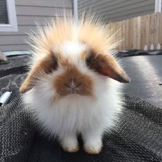 a brown and white rabbit sitting on top of a black cloth next to a house