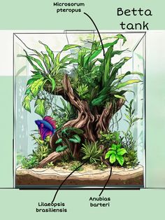 an aquarium with plants and other things in it, including the name betta tank