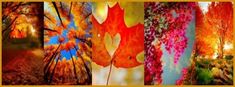 four different images of trees with leaves on them and the words, autumn is here