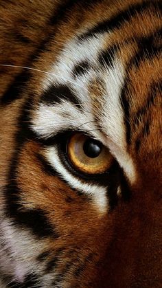 a tiger's eye is seen in this close up photo