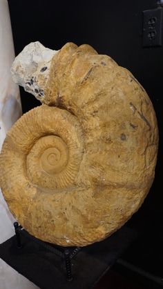 an ammonite shell on display in a museum