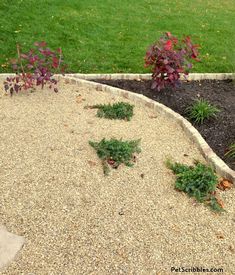 some plants are growing out of the gravel