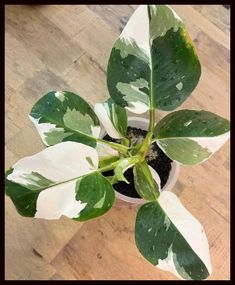 a potted plant with white and green leaves on it sitting on a wooden floor