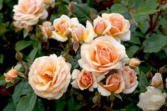 several peach colored roses are blooming in the garden