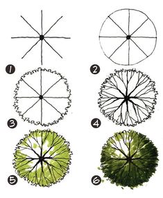 four different types of plants that are in the same circle, each with their own leaf structure