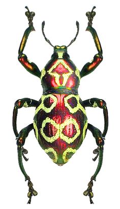 a colorful bug sitting on top of a white surface