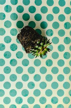 an overhead view of a small plant growing in the center of a polka dot wall