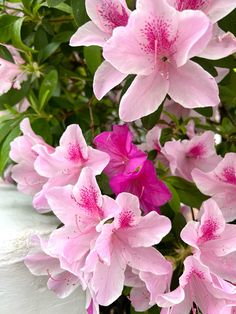 pink flowers are blooming in a white vase