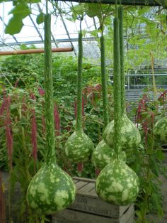 several watermelon hanging from the ceiling in a garden filled with plants and flowers