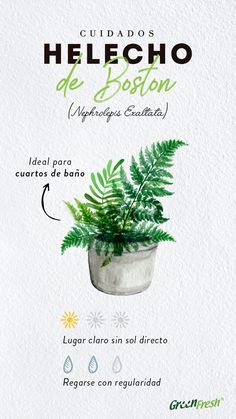 an advertisement for a plant that is growing in a pot with the words helecho de boston on it