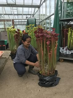 a woman kneeling down to pick up some flowers in a planter filled with plastic bags