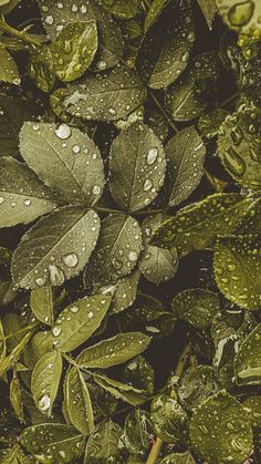 green leaves with drops of water on them