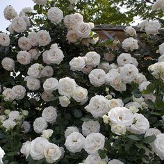 white roses are growing on the side of a building