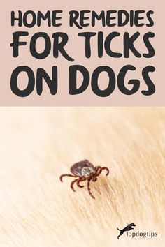 Home Remedies for Ticks on Dogs Natural Remedies For Ticks On Dogs, Home Remedy For Ticks On Dogs, Ticks On Dogs Get Rid Of, Natural Flea And Tick For Dogs, Essential Oils For Ticks On Dogs, Remove Ticks From Dogs, How To Get Rid Of Ticks On Dogs, Natural Tick Repellent For Dogs