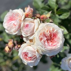 some pink and white flowers are blooming together