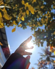 someone holding their hand up to the sun in front of some trees and leaves on a sunny day