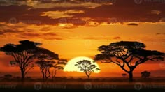 the sun is setting behind some trees in the savannah, with birds flying over them