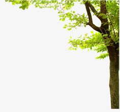 a tree with lots of green leaves in front of a white sky and some clouds