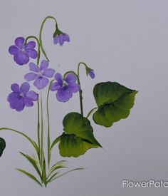 purple flowers and green leaves on a white background