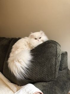 a fluffy white cat sitting on top of a couch