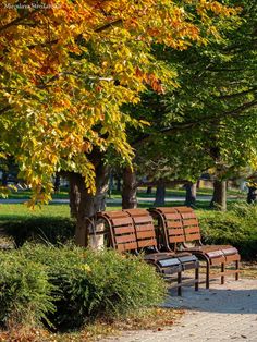 two park benches sitting next to each other under a tree with yellow leaves on it