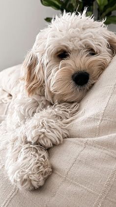 a small white dog laying on top of a bed next to a potted plant