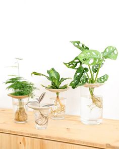 three glass vases filled with plants on top of a wooden table