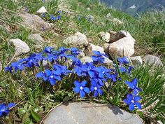 blue flowers growing out of the ground near rocks