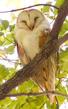 an owl sitting on top of a tree branch