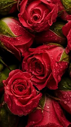 a bunch of red roses with water droplets on them and green stems in the middle