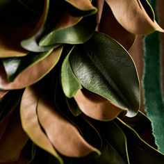 a close up view of some leaves on a tree branch with green velvet behind it