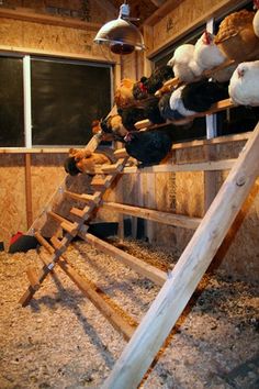 chickens are climbing up and down the ladders in their coop, which is made from wood planks