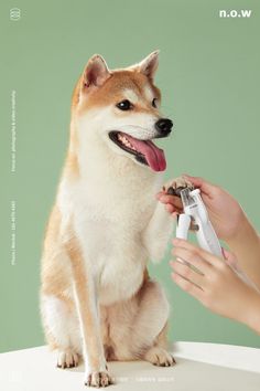 a dog is sitting on a table and holding a pair of scissors