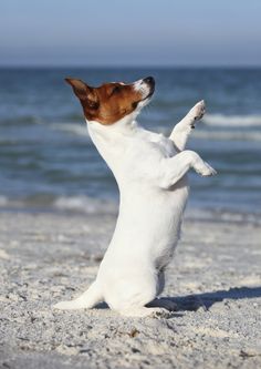 a dog standing on its hind legs in the sand