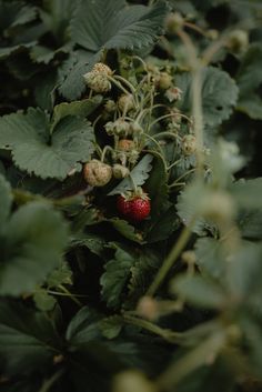 strawberries growing on the bush with green leaves