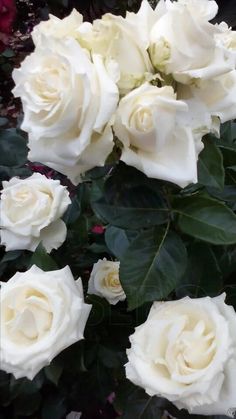 white roses are blooming in the garden