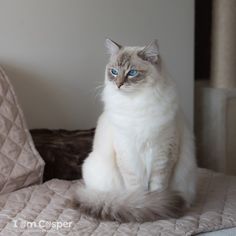 a white cat with blue eyes sitting on a bed