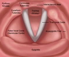 the anatomy of the female breast