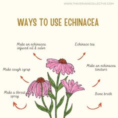 How To Use Echinacea Plant, Echinacea Aesthetic, Echinacea Salve, Herbal Tea Garden