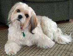 a small white dog laying on top of a rug